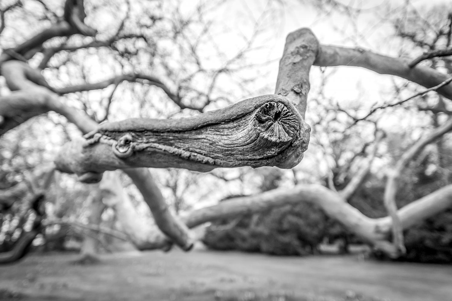 A strange branch of a tree reaching outward