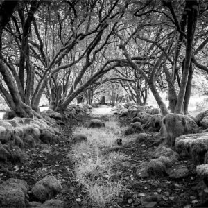 Brecon Beacons Forest Trail - Wayne Dibble Photography