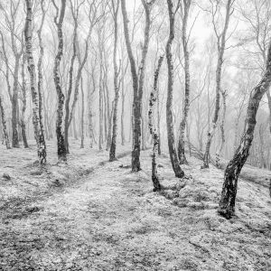Birch Trees in the mist in Peak District