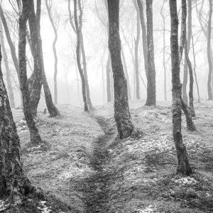 Wayne Dibble Photography - Padley Gorge Birch Trees