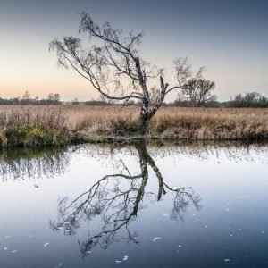 Tree bank square - Wayne Dibble Photography