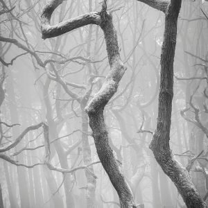 Padley Gorge - Gnarly Trees