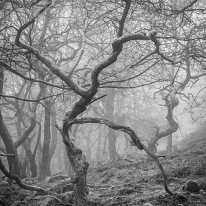 Padley Gorge - Gnarly Tree