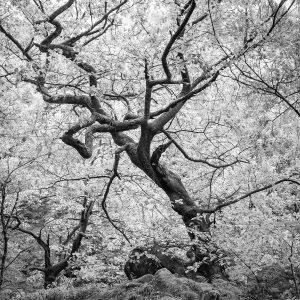 Twisted Gnarly Tree - Padley Gorge