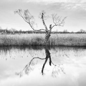 a crow on a tree on the banks of the river ant in Norfolk